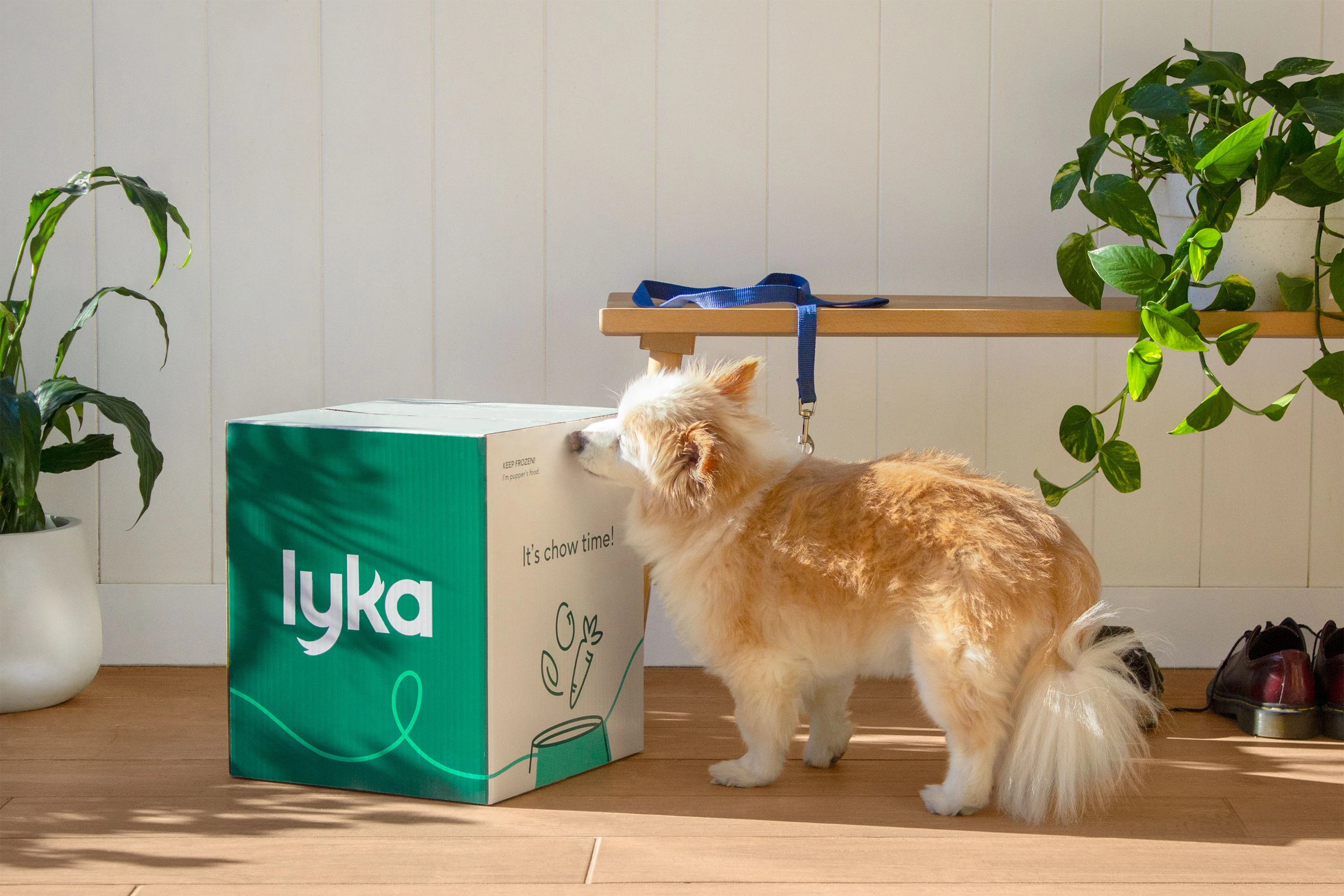 Lyka